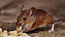 24 Hour & Emergency Exterminators in Greenwood, WV
